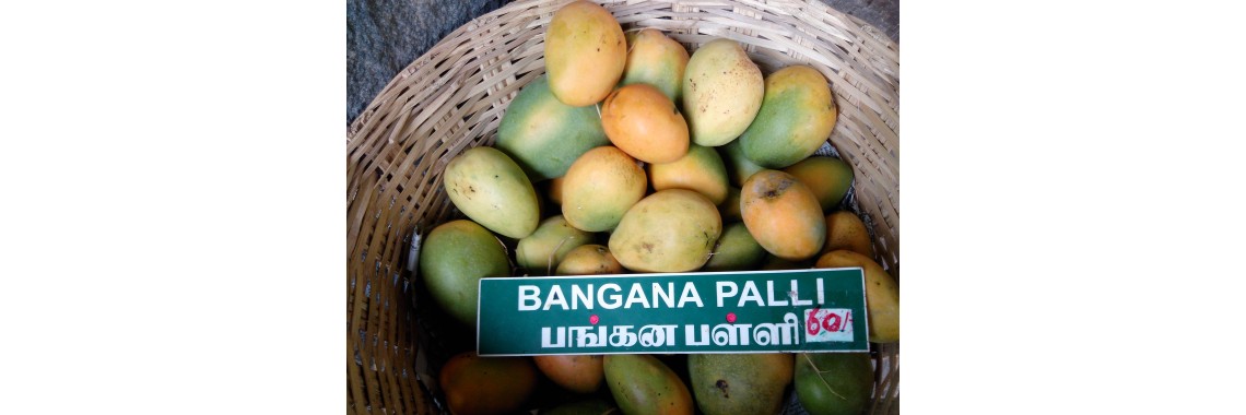 Banganapalli Mango